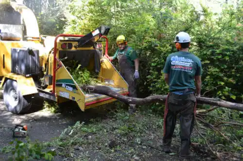 tree services Parachute